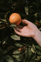 Hands gently picking a perfectly round orange from the tree.
