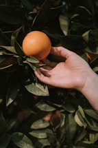 A warm handshake between a Malagasy farmer and a business partner in a lush litchi orchard.