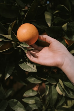 A warm handshake between a Malagasy farmer and a business partner in a lush litchi orchard.