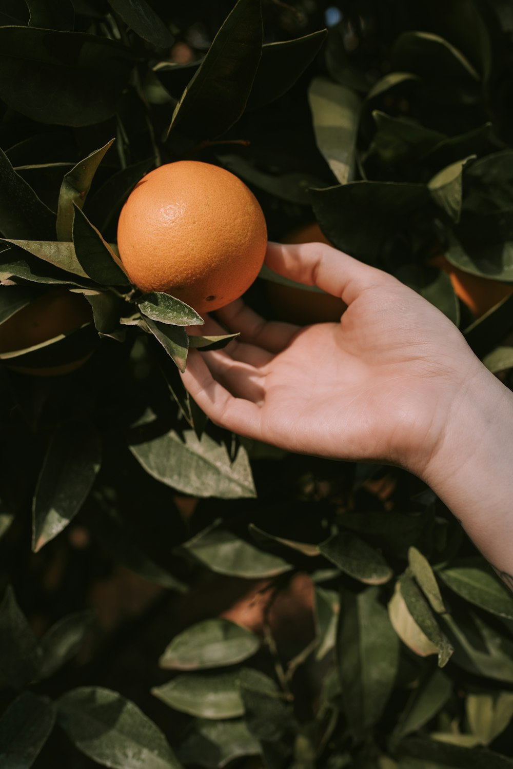 person picking orange fruit