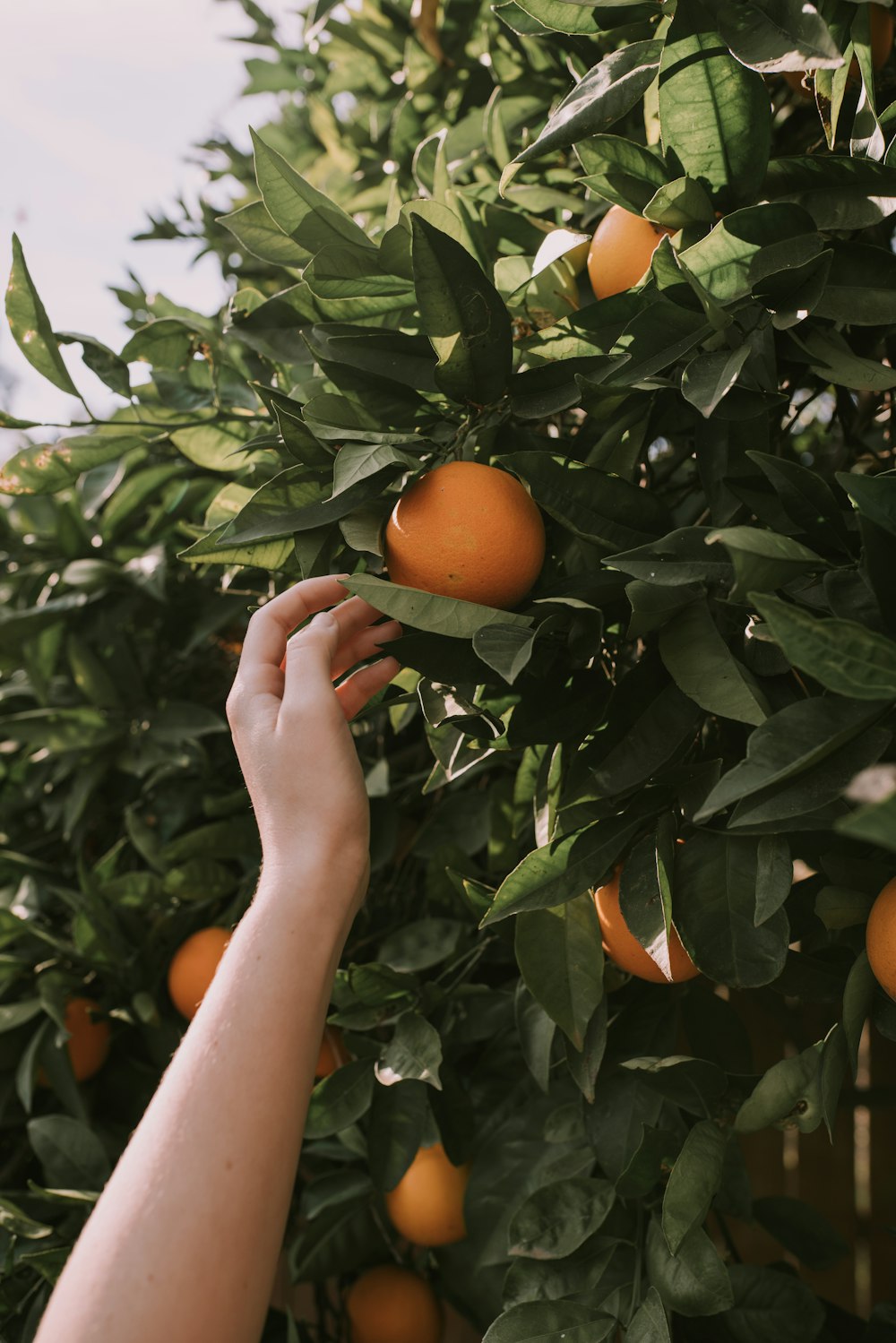 orange fruits