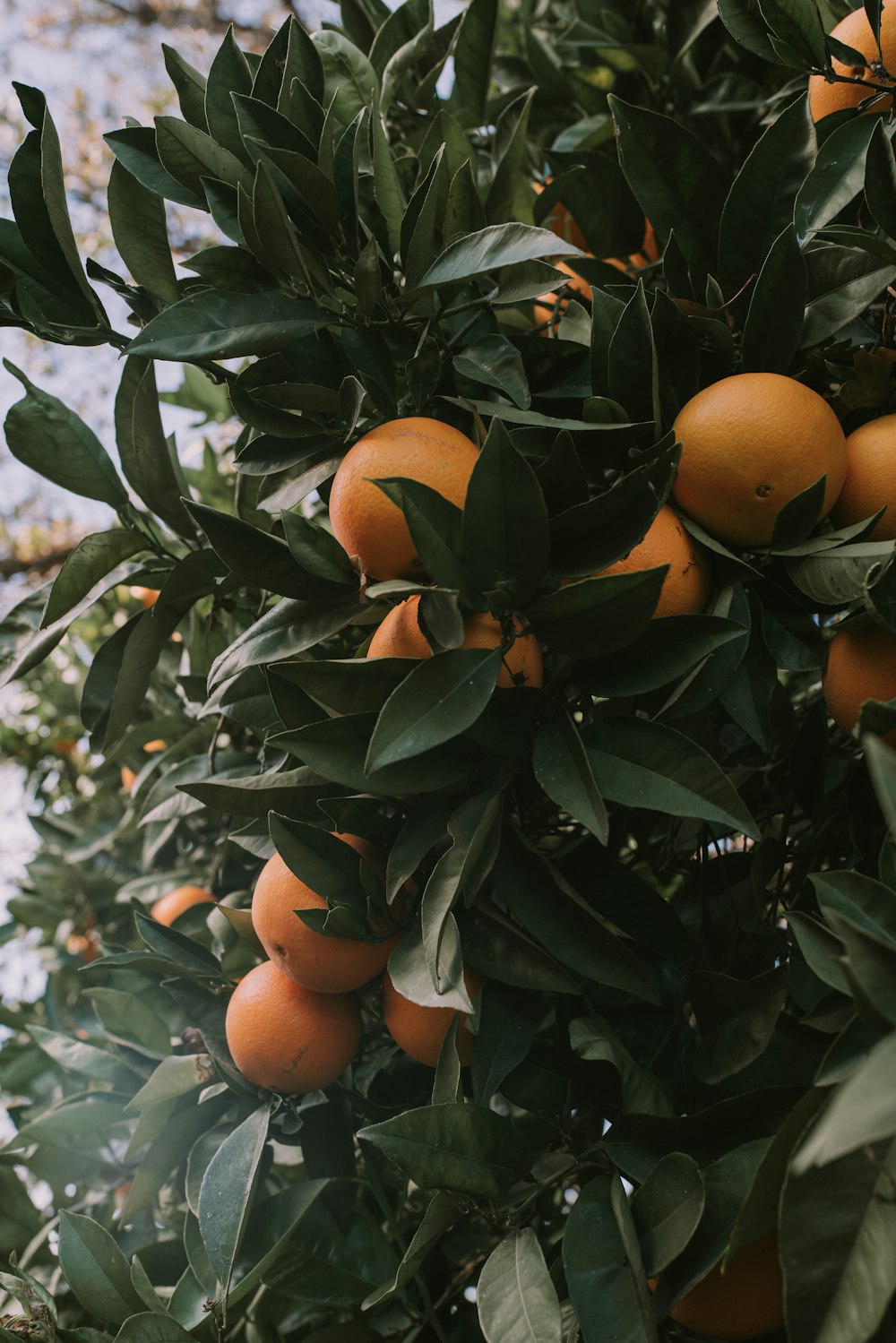 orange fruit