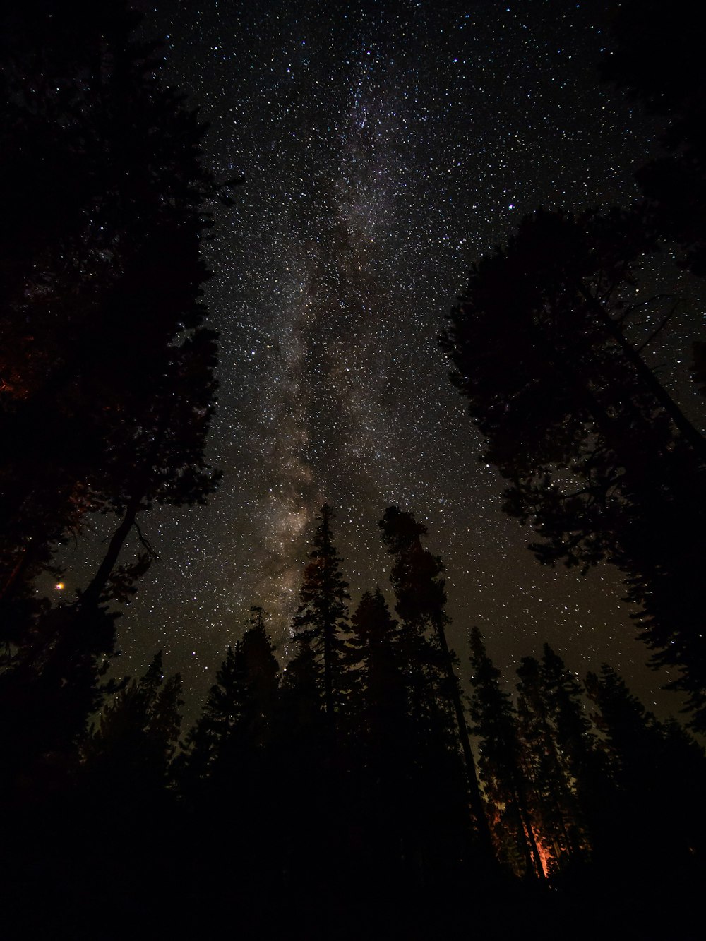 silhouette of pine trees under clear night sky