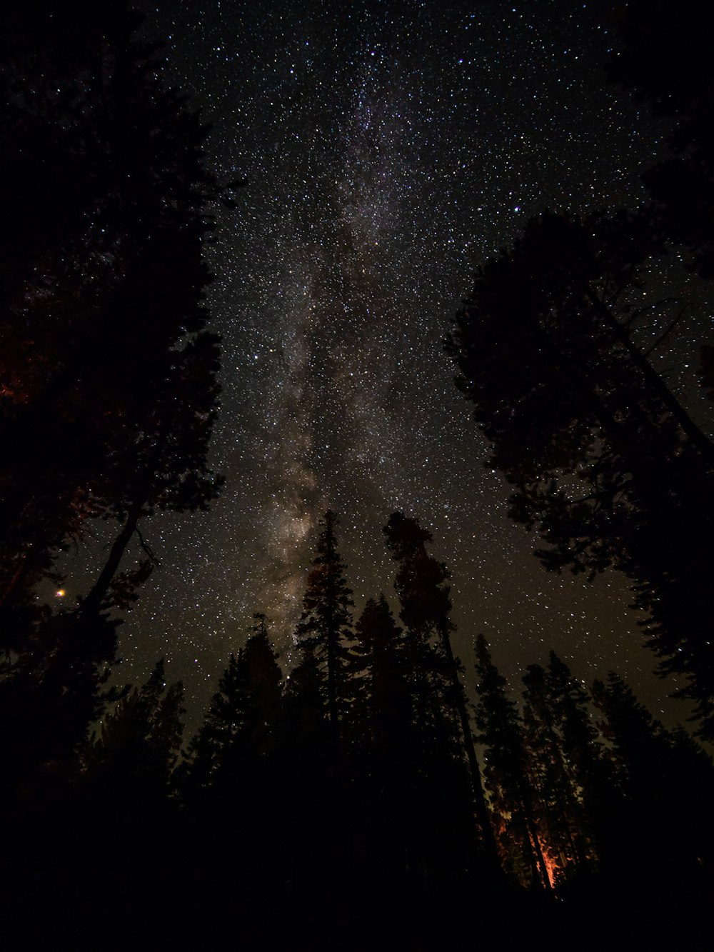 silhouette di pini sotto il cielo notturno chiaro