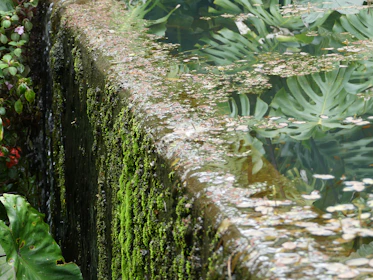 A tranquil water feature with floating lotus flowers and smooth stones, framed by moss-covered wood.