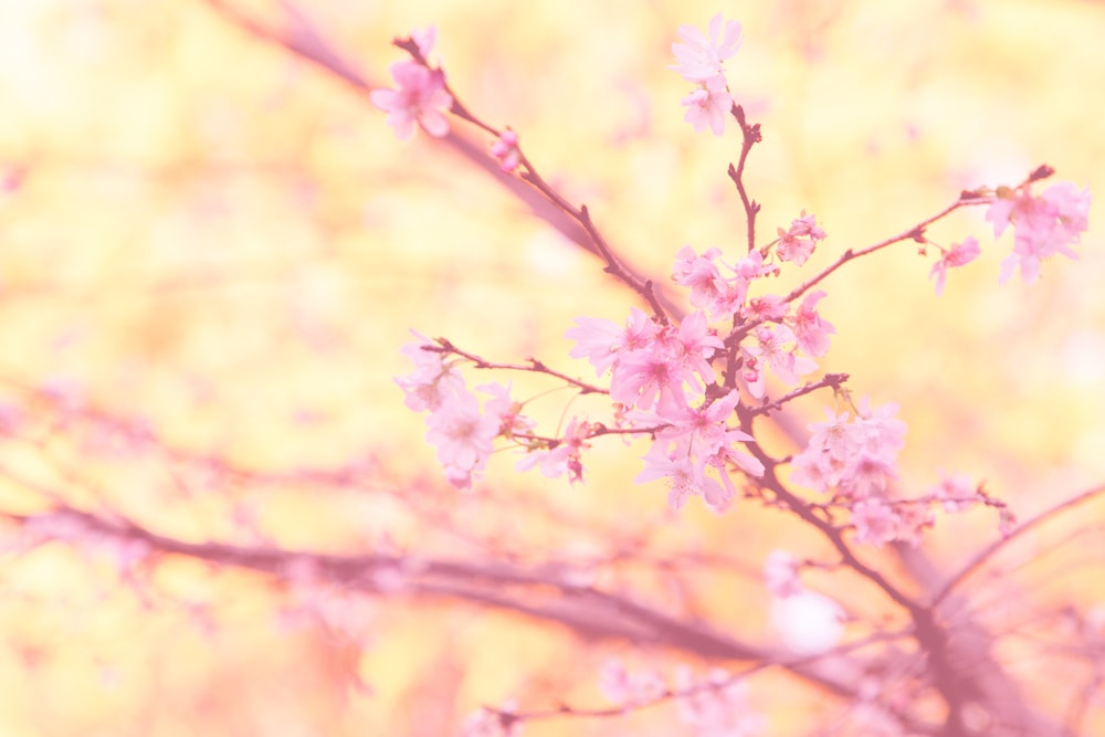 close-up photography of cherry blossom tree