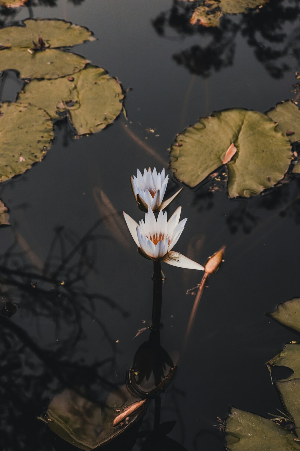 white lotus flower