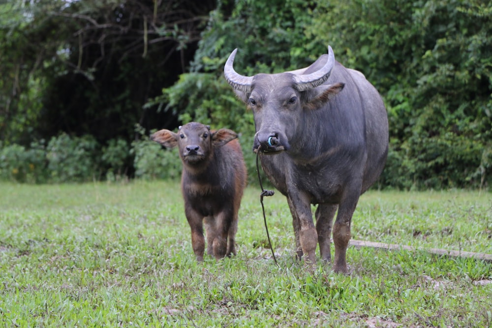 two water buffalos