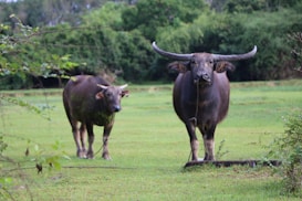 Two buffaloes are standing on a lush green field with dense trees in the background. One buffalo is facing the viewer directly, while the other appears slightly turned. The buffalo closest has long, curved horns and seems to be chewing. The setting suggests a natural and serene environment.