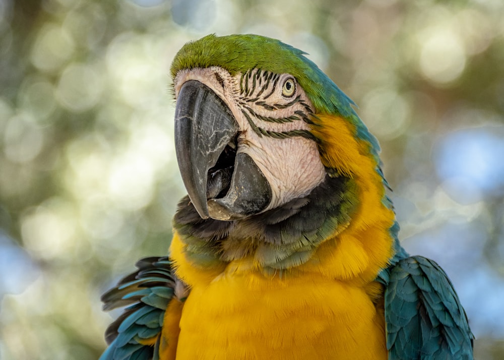 yellow and blue parrot