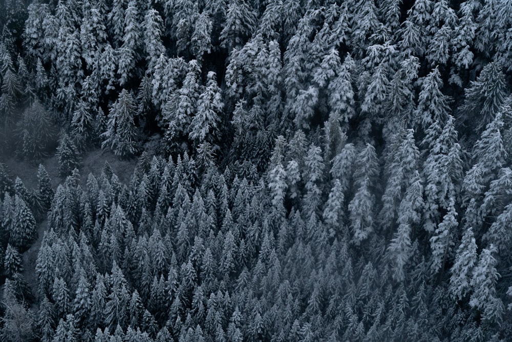 aerial view of pine trees during daytime