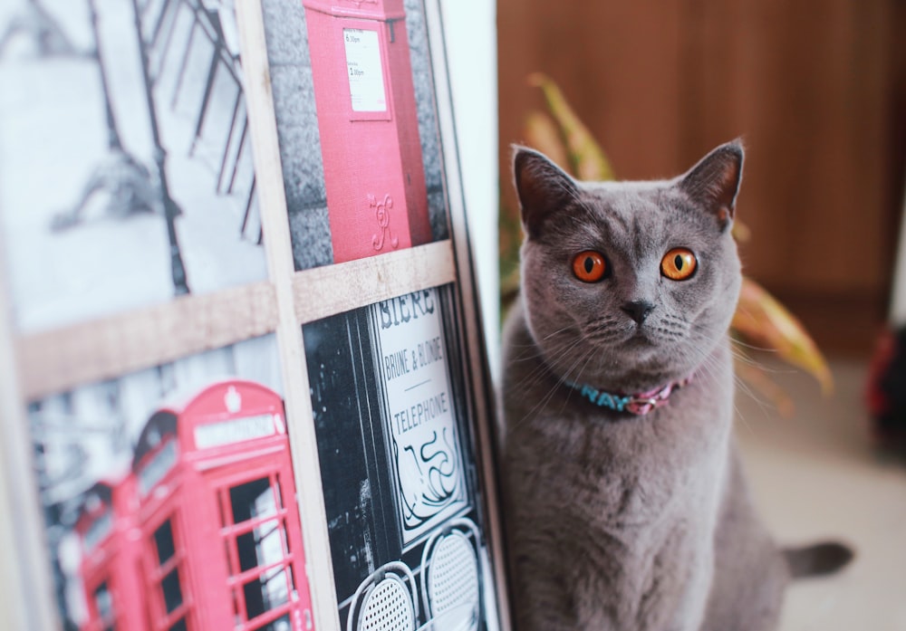 cat beside poster