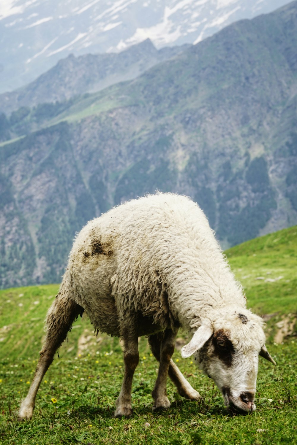 pecore bianche che mangiano l'erba