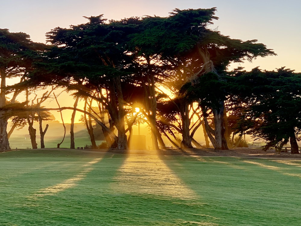 sun shining over trees