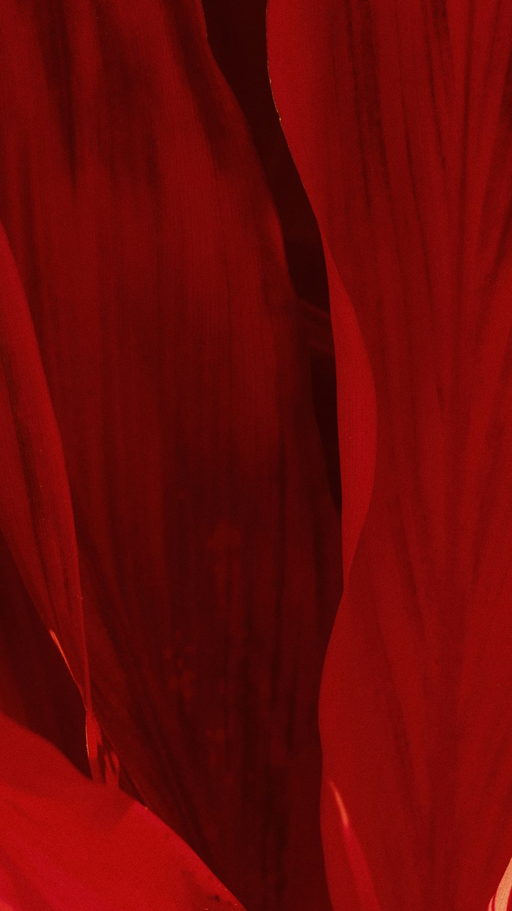 HD red wallpapers