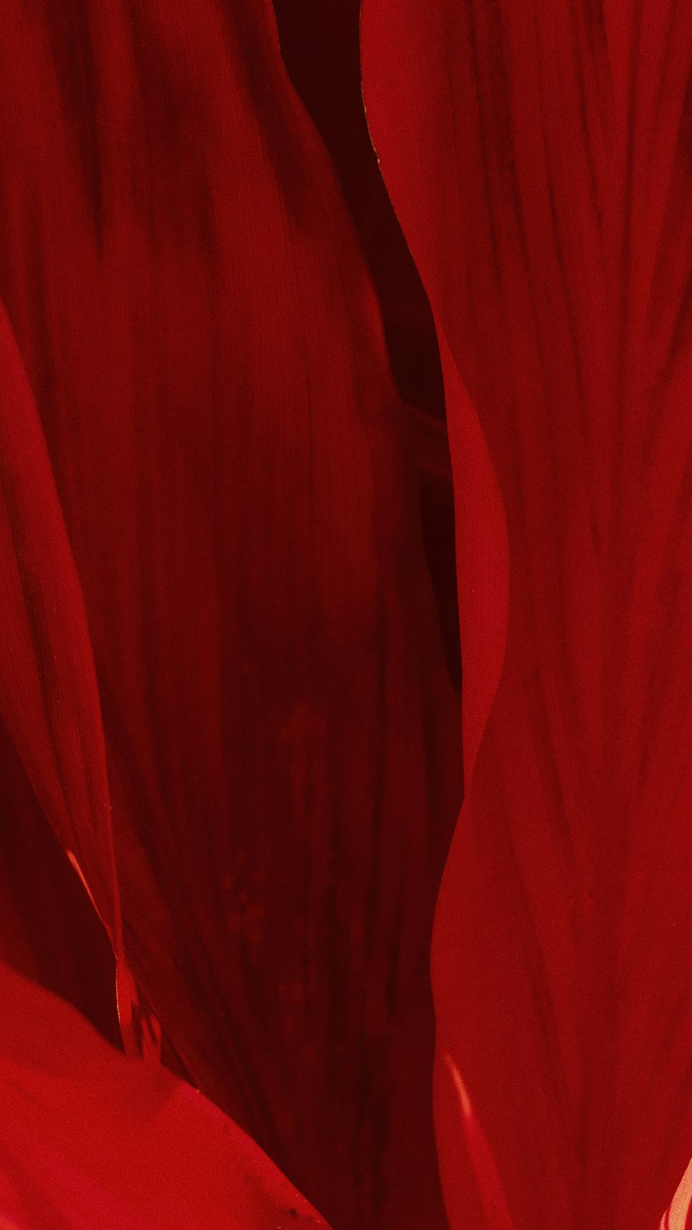 Red Wallpapers Free Hd Download 500 Hq Unsplash