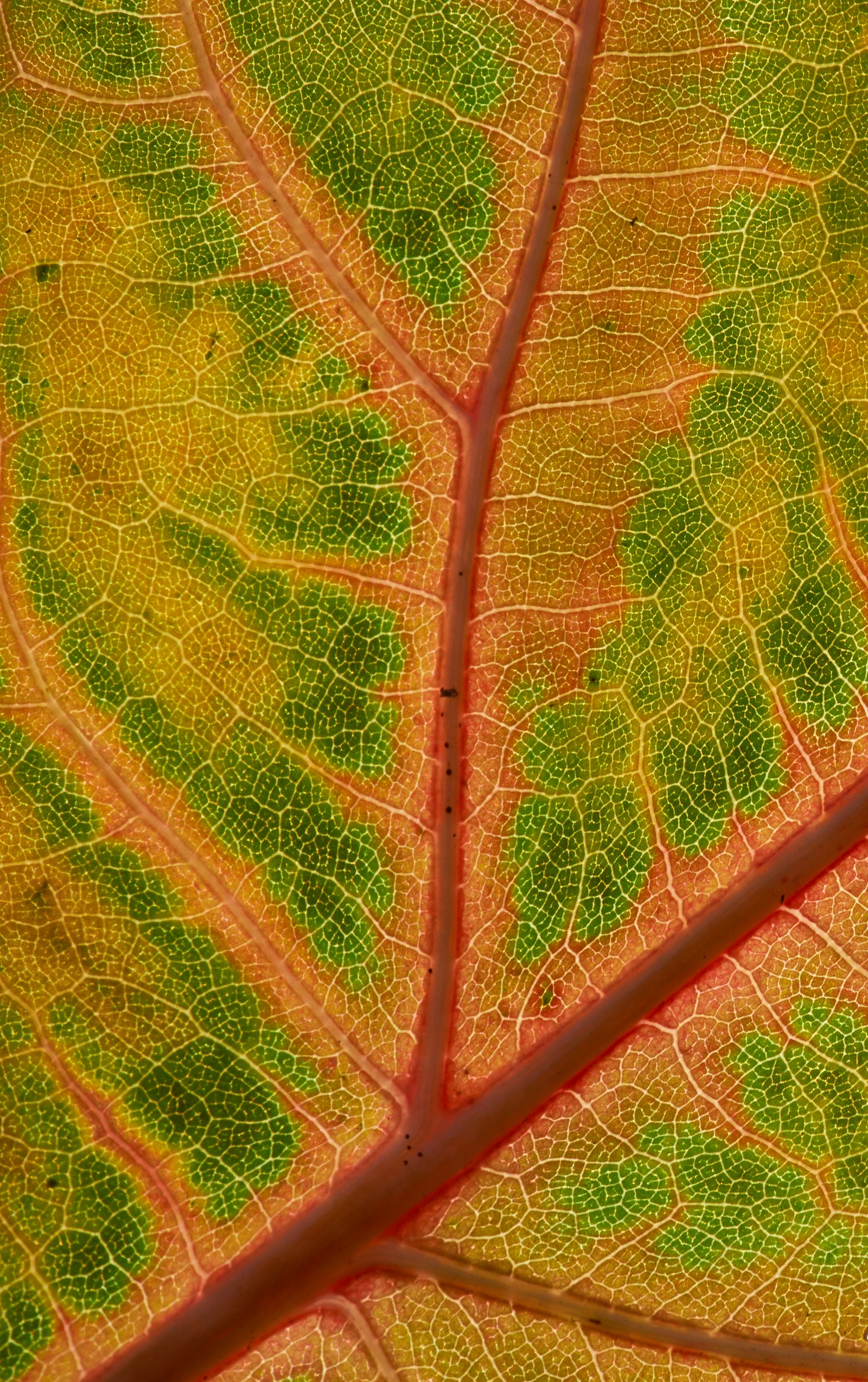 Sony a7 II + Sony FE 90mm F2.8 Macro G OSS sample photo. Orange and green leaf photography