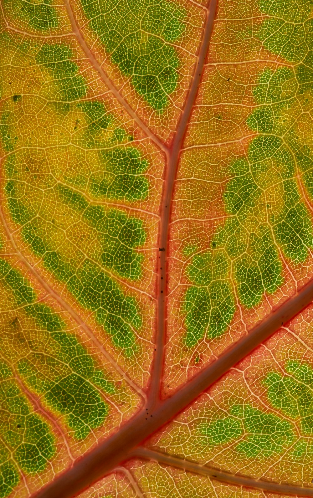 orange and green leaf