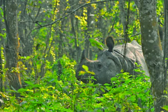 Close-up of a majestic rhino in a lush green forest at dawn.