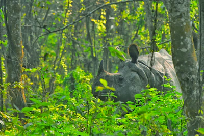 Close-up of a majestic rhino in a lush green forest at dawn.