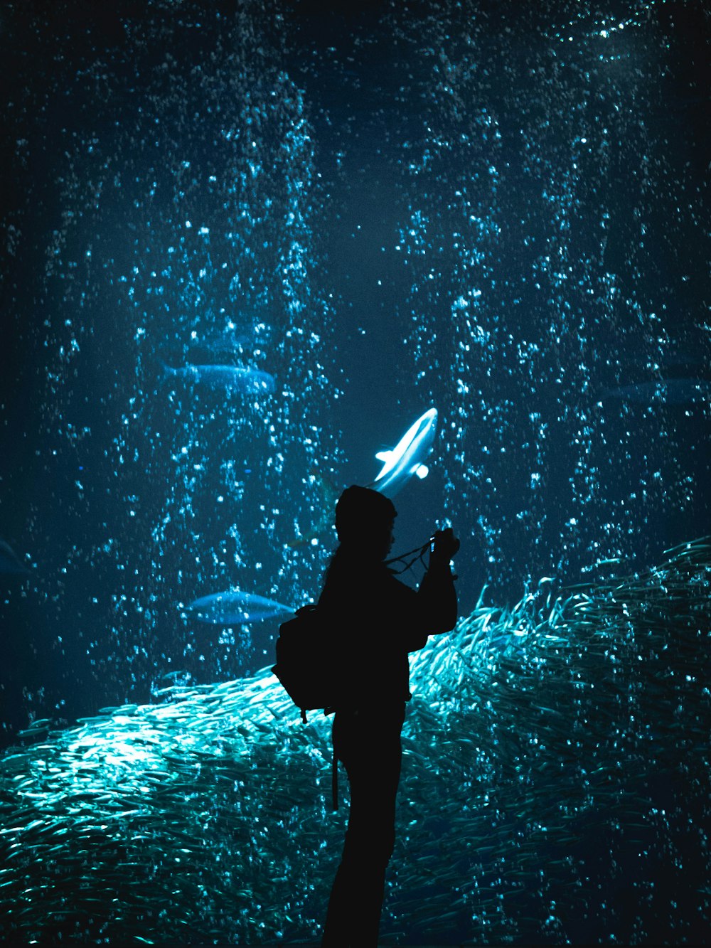silhouette of person on clear glass fish tank