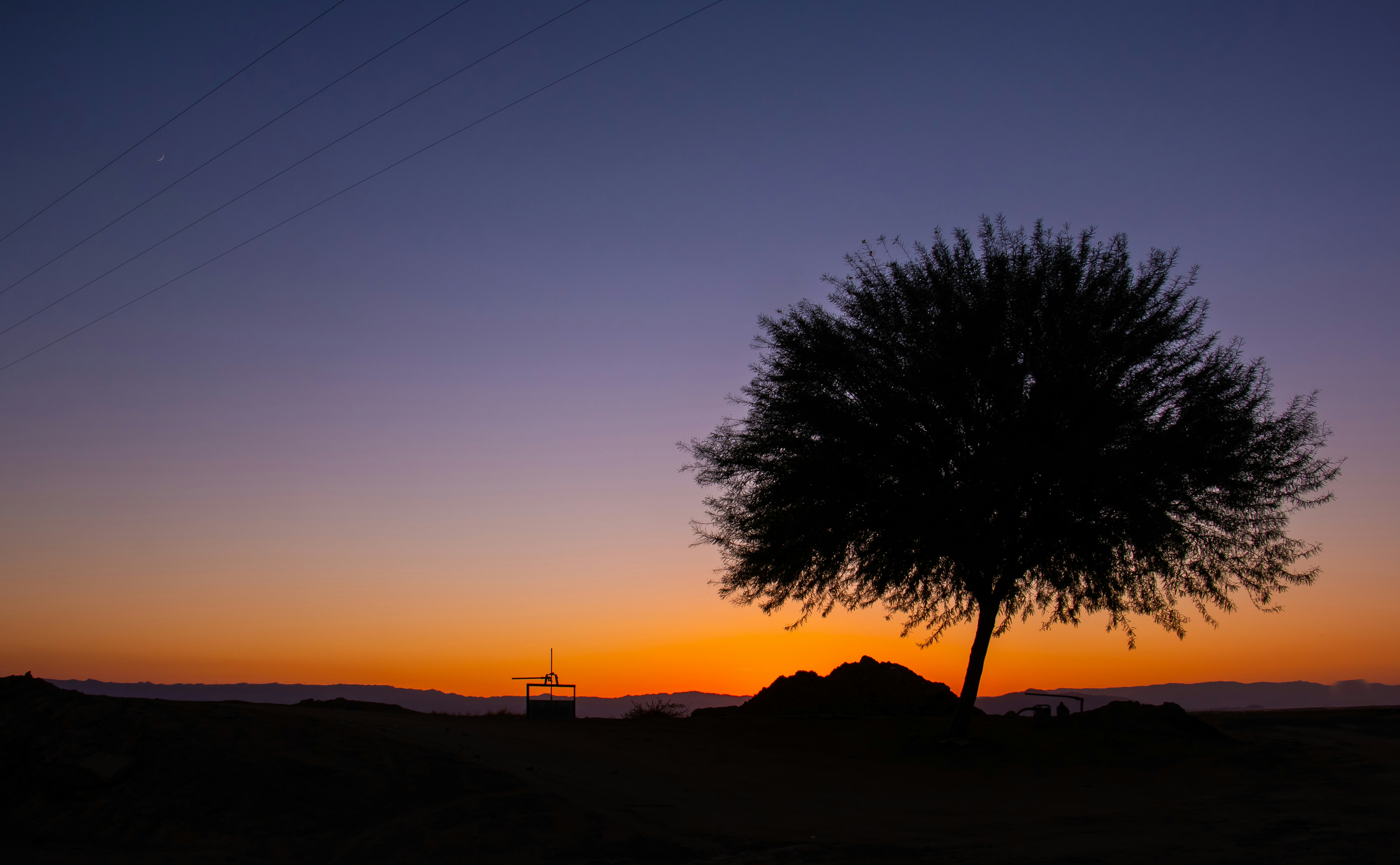Desert tree silhouette at sunset