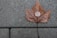 round silver-colored ornament on brown leaf