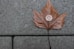 round silver-colored ornament on brown leaf