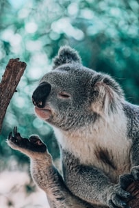 koala bear smelling foot