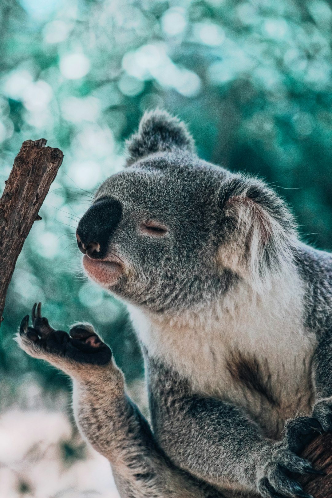  koala bear smelling foot koala