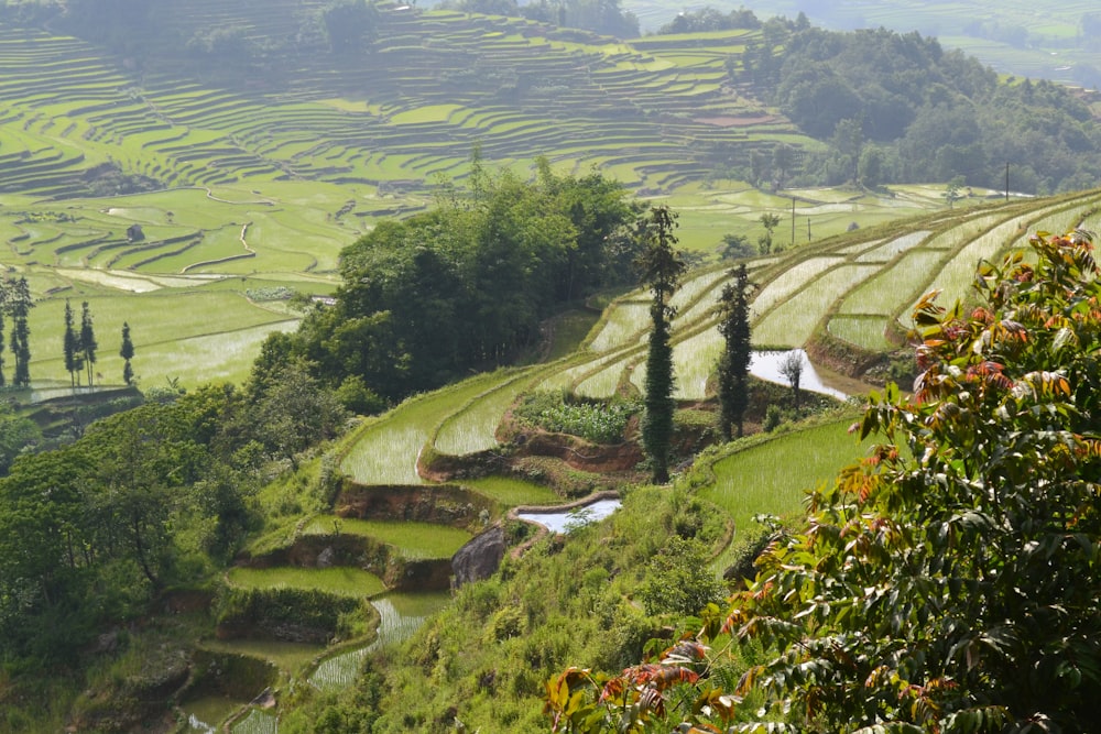 terraços de arroz verde