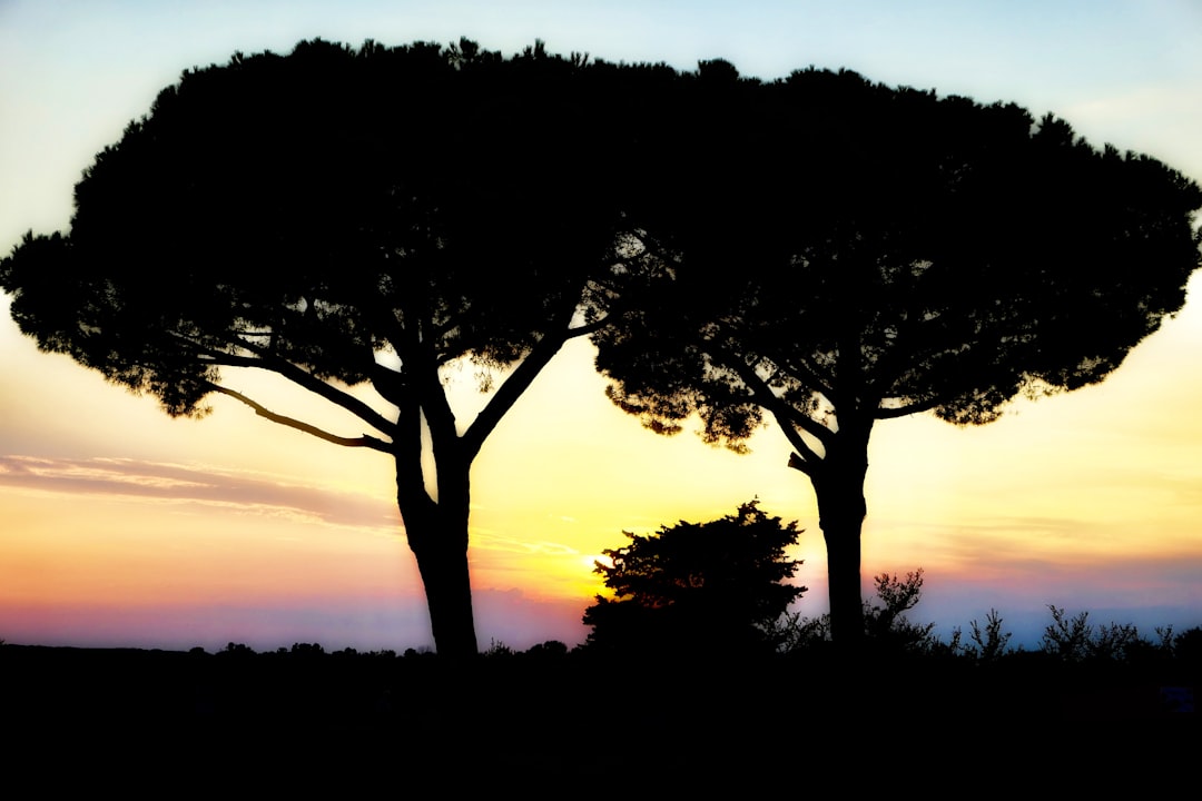 silhouette of two trees during sunrise
