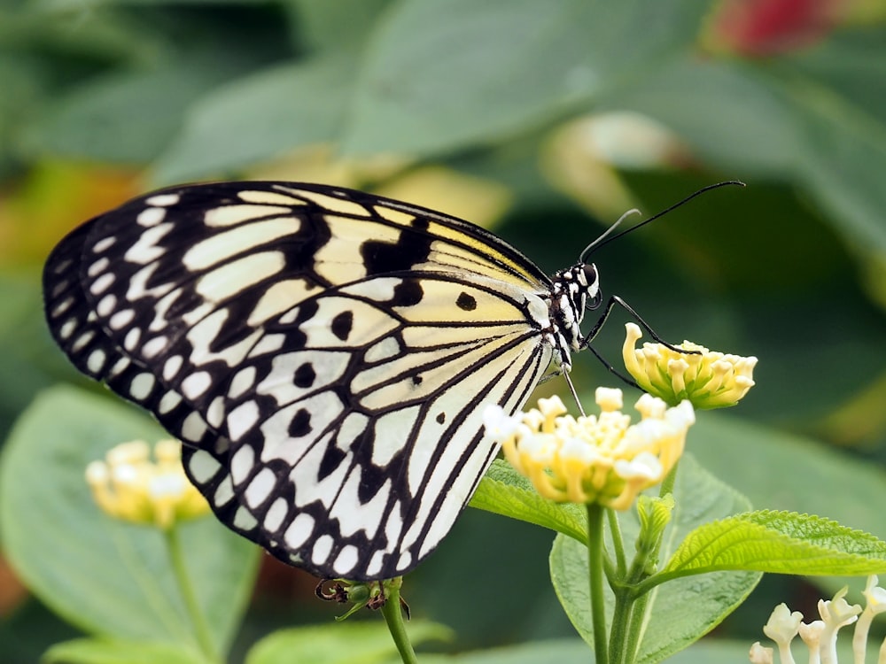 borboleta branca empoleirando-se na flor amarela