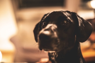 A close-up of a black dog with a smooth coat, focused intently with soft lighting creating a warm atmosphere. The background is out of focus, highlighting the dog's facial features.
