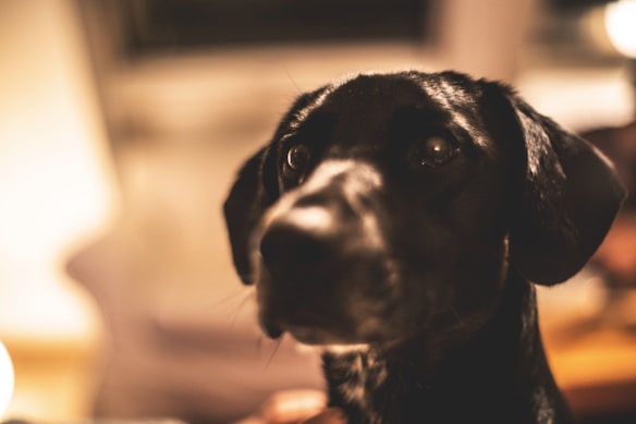 A close-up of a black dog with a smooth coat, focused intently with soft lighting creating a warm atmosphere. The background is out of focus, highlighting the dog's facial features.