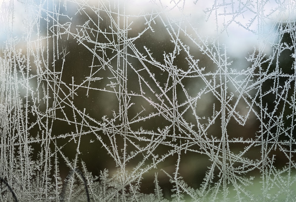 selective focus of snowflakes