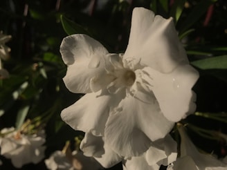 Close-up of a delicate vanilla flower with morning light highlighting its petals.