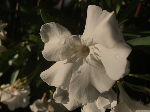 Close-up of a delicate vanilla flower with morning light highlighting its petals.
