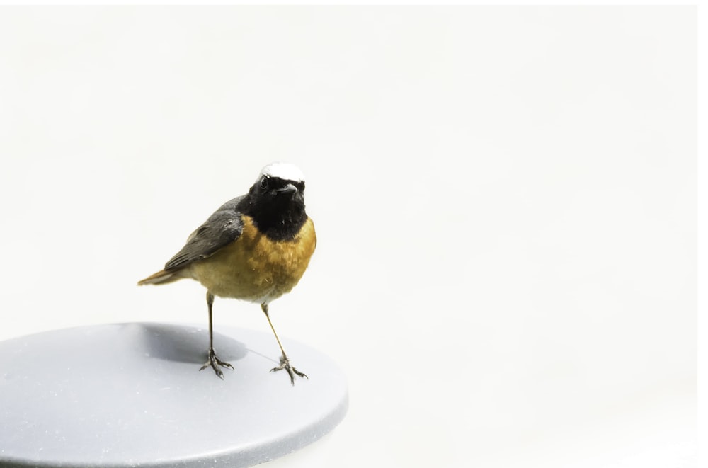 yellow and black bird on white surface