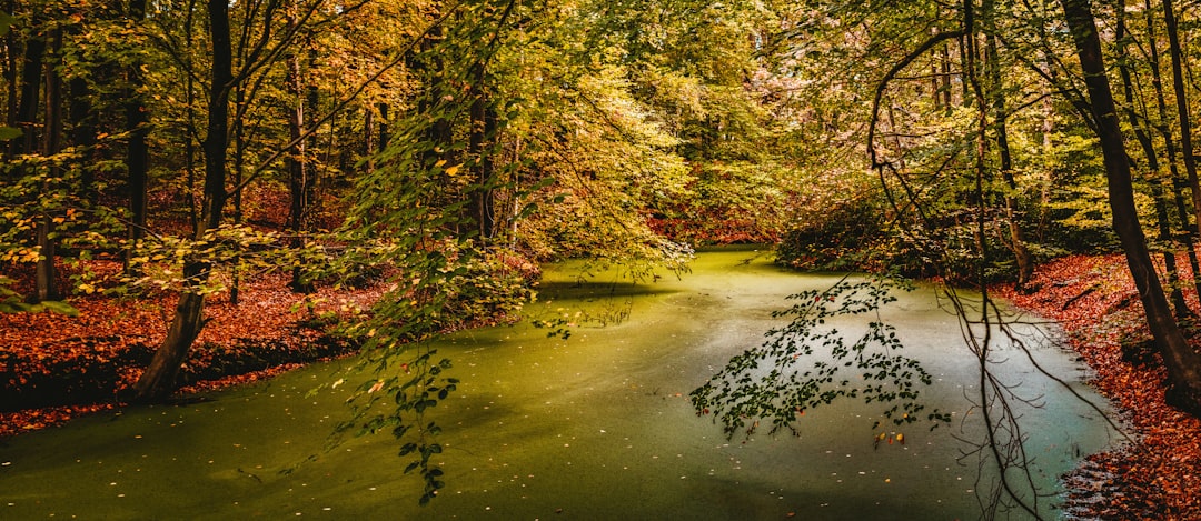 river surrounded by trees