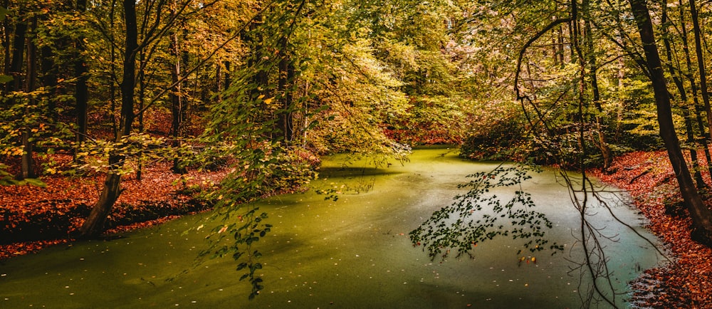 river surrounded by trees