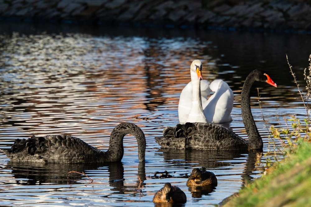 black and white swans