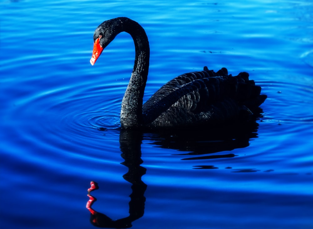 black swan on water