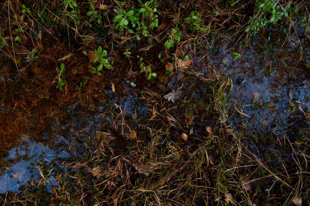 green plant and grass