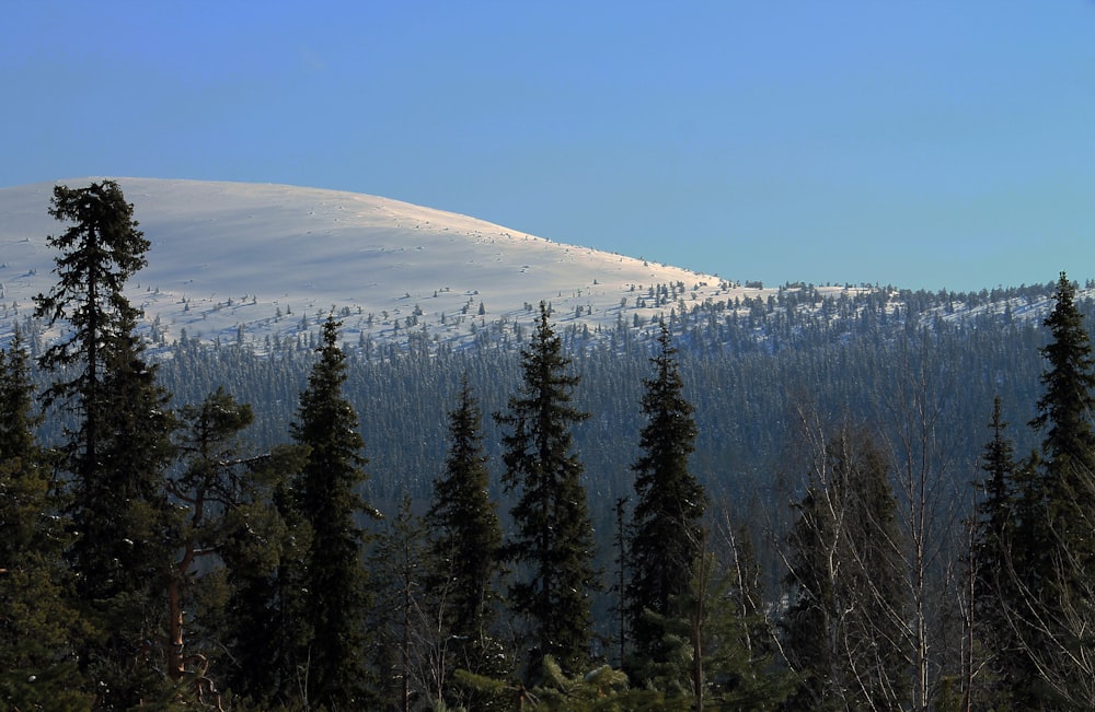 alberi vicino alla montagna coperta di neve durante il giorno
