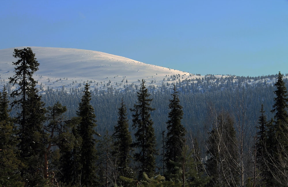 arbres près de la montagne enneigée pendant la journée