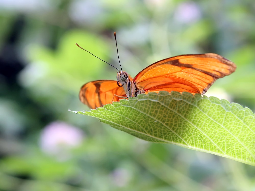 close-up photography of butterfly on leaf