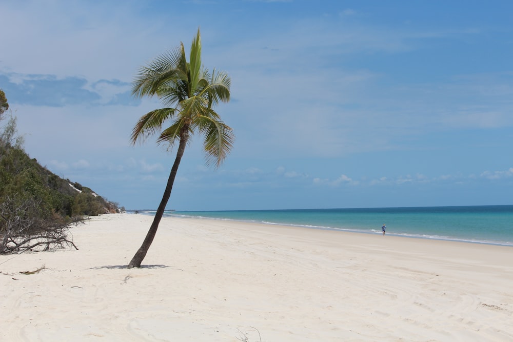 coconut tree near ocean shore
