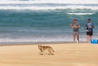 dog walking on beach