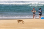 dog walking on beach